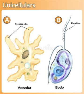  カルピニキア！単細胞生物の不思議で魅力的な世界を探求しよう、鞭毛で水の中を自由に泳ぐ姿はまさに水中バレリーナ！