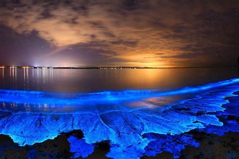  ライギョ、水辺の夜に輝く宝石！