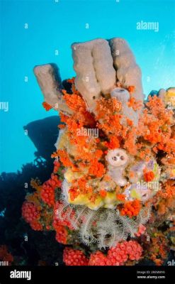  Tubastraea!  This Remarkable Coral-Like Sponge Thrives In Shallow Tropical Waters And Demonstrates Incredible Symbiotic Relationships