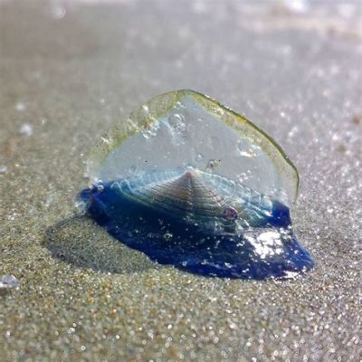   Velella velella: 謎めいた漂流の生き物、海に浮かぶ帆を持つ水母は一体何者？